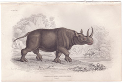 Plate 12 Two-Horned Sumatran Rhinoceros